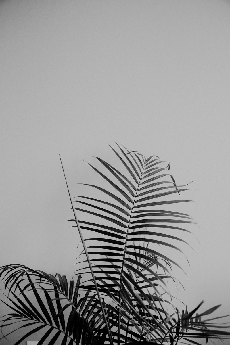 inhome blackandwhite lifestyle and plant hd, 4k