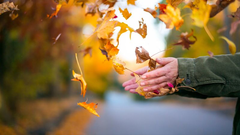 leaves, hands, autumn, 4k