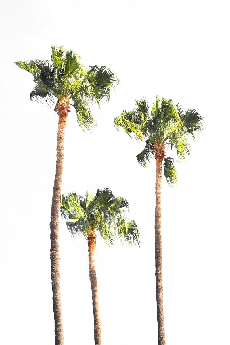 white space white coconut tree and leafe hd, 4k