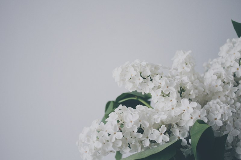 a close up of white lilac flowers against a pale background, white lilac 4k