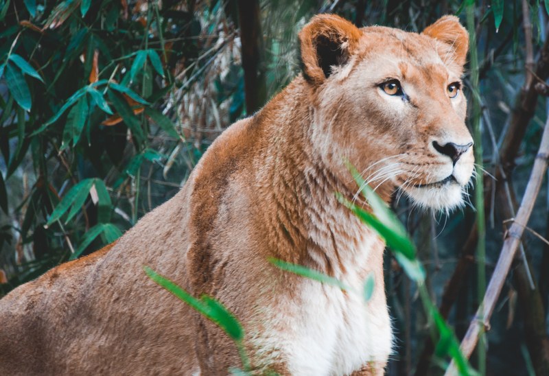 female lion lioness in the wild near trees with green leaves, queen of the jungle 4k
