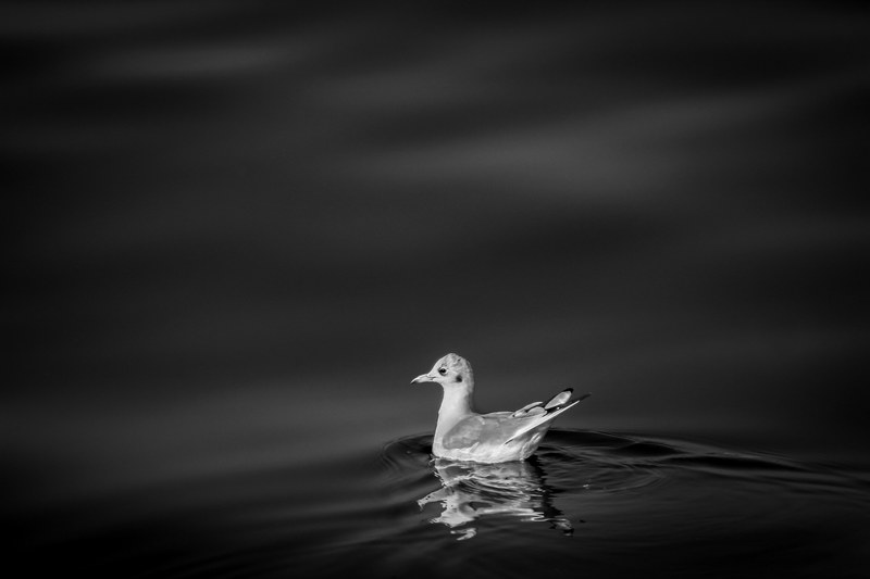 black and white shot of baby duck floating in water with ripples, monochrome duck in water 4k