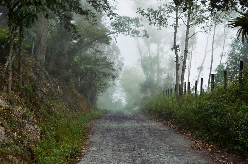 a dirt road in boyac lined with trees and grasses, dirt road by a forest 4k
