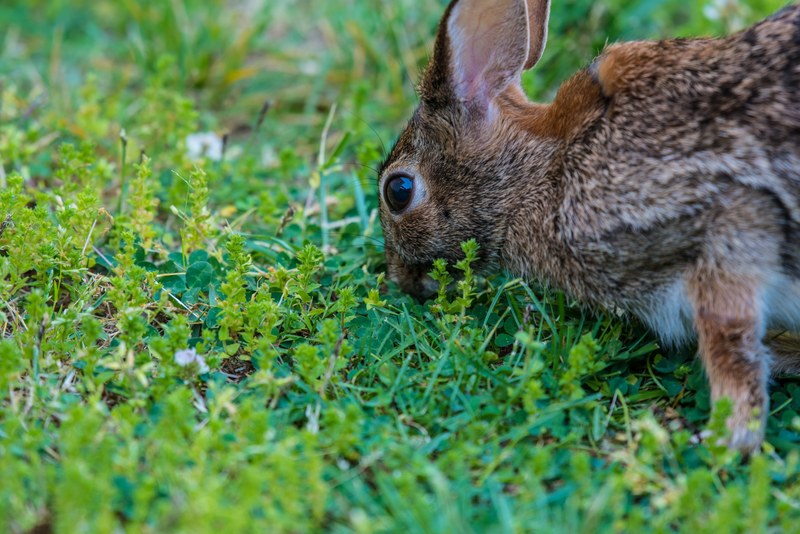 animal rabbit bunny and grass 4k