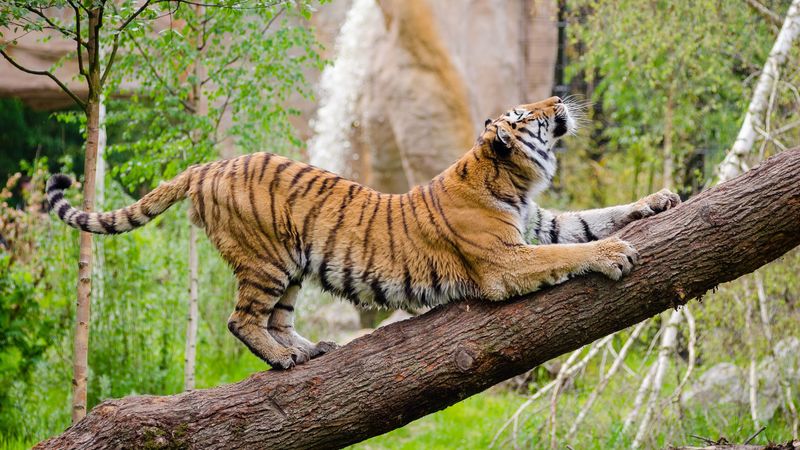 tiger, predator, tree, stretch, 4k