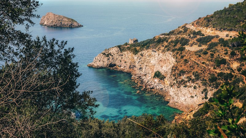 tree vsco travel and vacation 4k