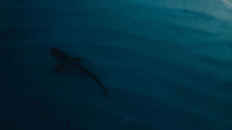 shark, water, coast, 4k