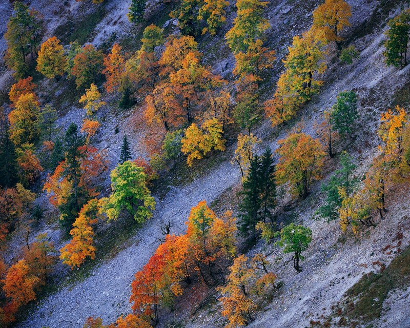 tree slope fall color and autumn colour 4k