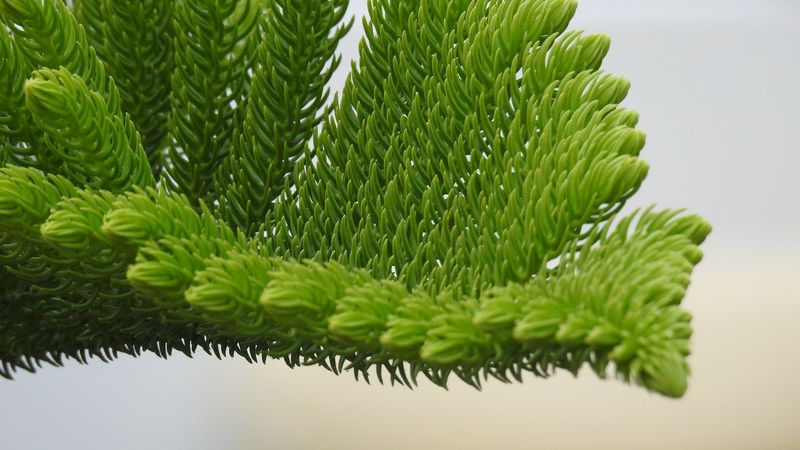 fir-needle, branch, needles, 4k