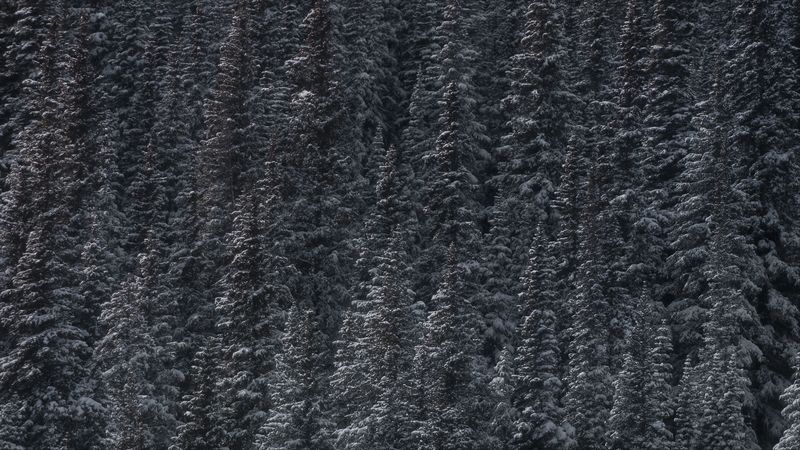 trees, snow, peaks, forest, 4k