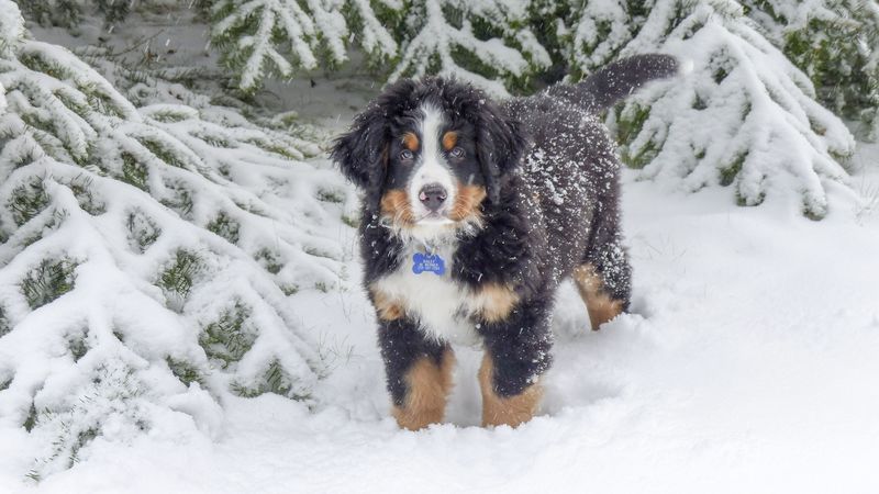 bernese mountain dog, berner sennenhund, dog, winter, snow, 4k
