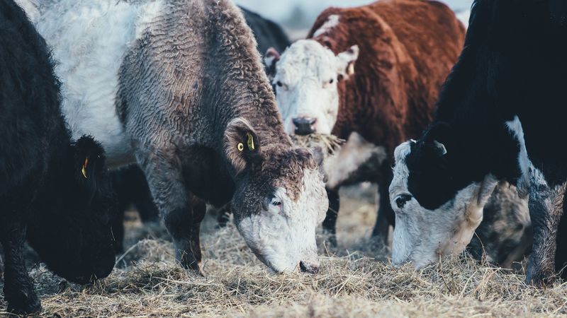 cows, bulls, pasture, 4k