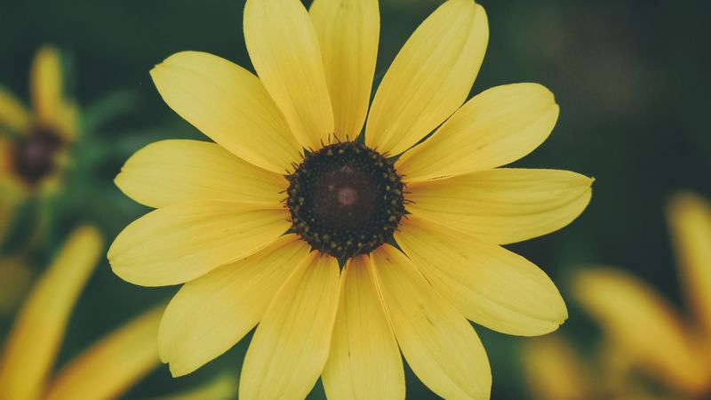 flower, petals, yellow, 4k
