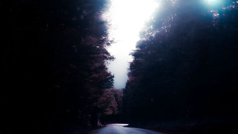road, trees, turn, 4k