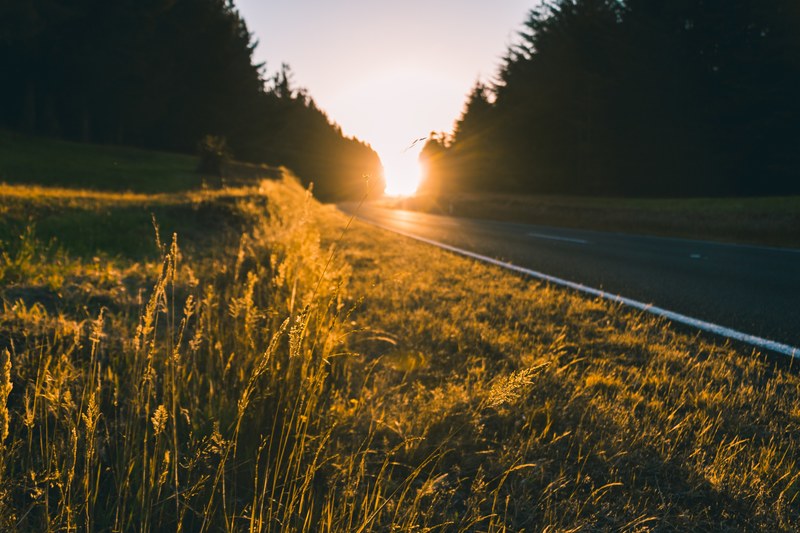 a road surrounded by long grass in tongariro holiday park during golden hour, tongariro holiday park 4k
