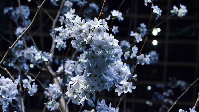 flowering, branches, spring, 4k