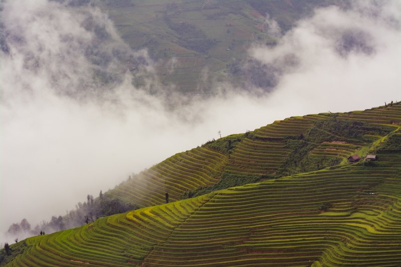 rolling farm field hills covered in cloudy fog, la pn tn agriculture 4k