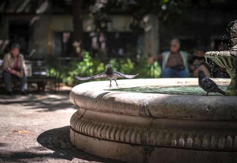 pigeons in the water fountain at a park with people sitting on benches in lisbon, _pigeons water fountain lisbon 4k