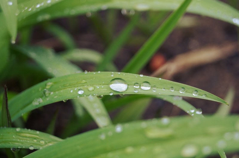 grass nature drop and dew 4k