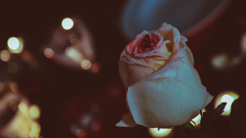 rose, bud, petals, glitter, 4k