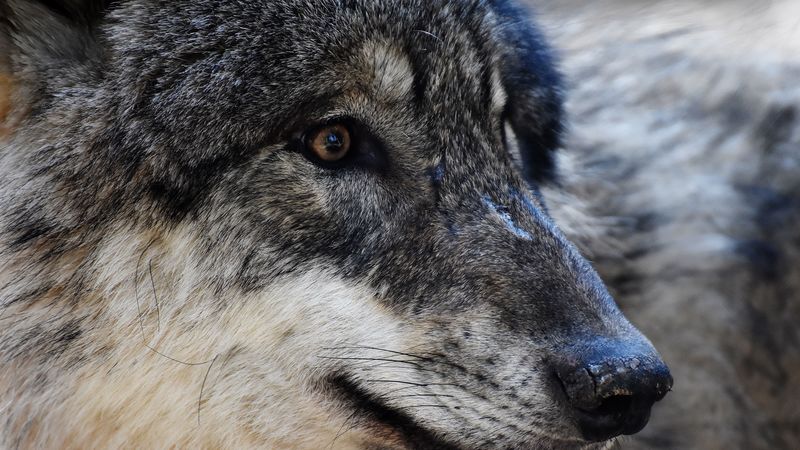 wolf, predator, muzzle, eyes, 4k