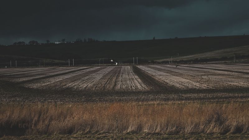 field, grass, evening, 4k