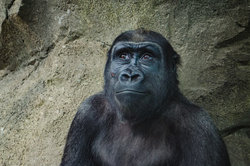 curious gorilla sitting alone smiles, happy gorilla 4k
