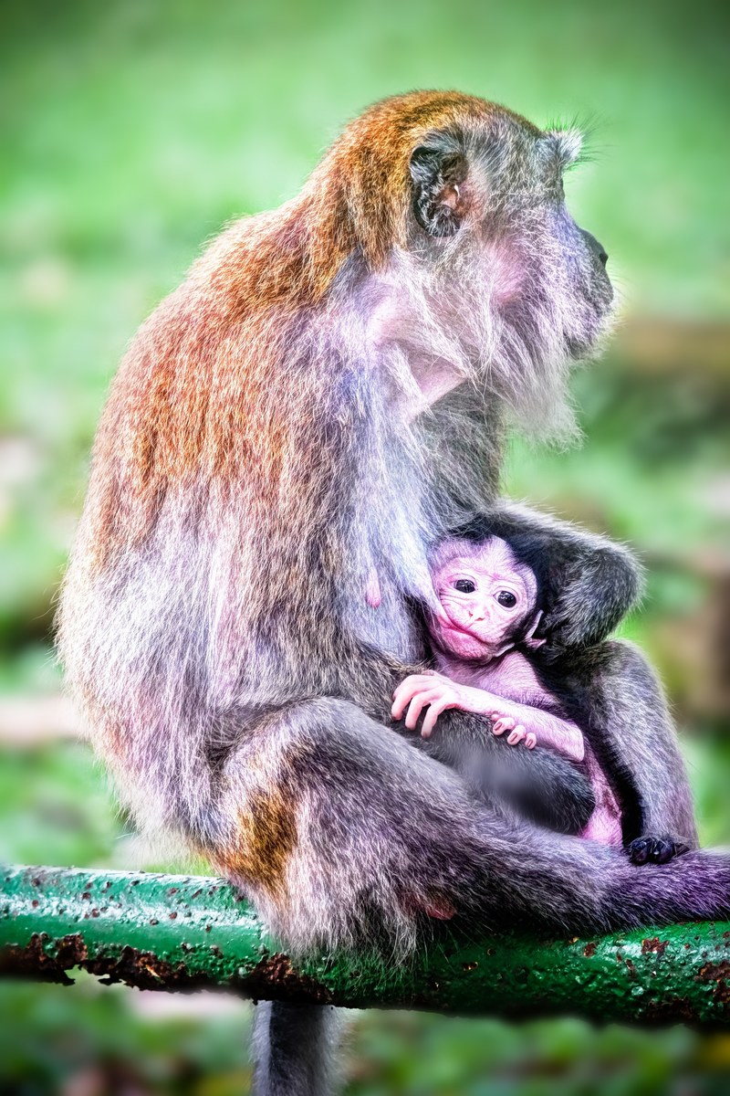 dark primate person and monkey hd, 4k