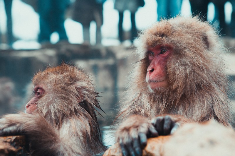 snow monkeys in nagano japan 4k