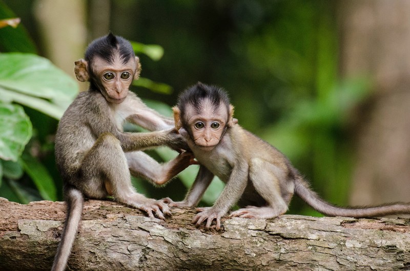 monkey tree leaf and primate 4k