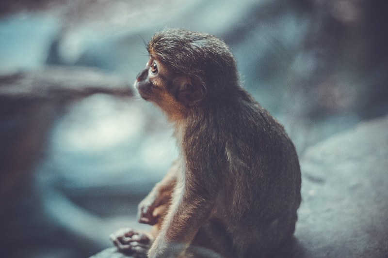 a monkey looking up while sitting on a stone, a monkey looking up 4k