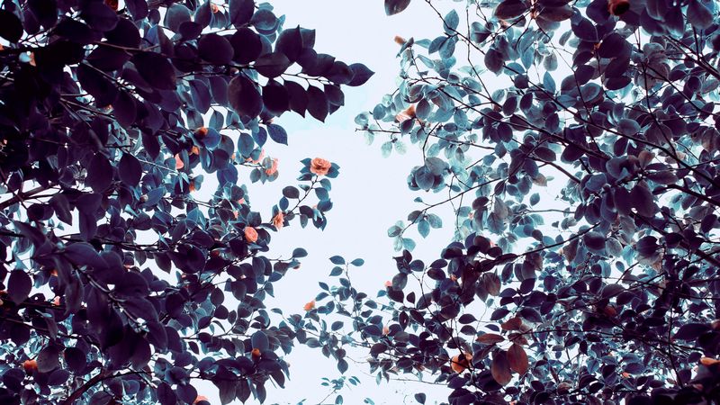 roses, flowers, trees, branches, 4k