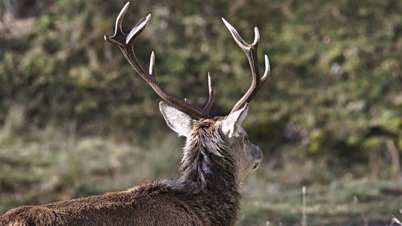 deer, horns, head, 4k