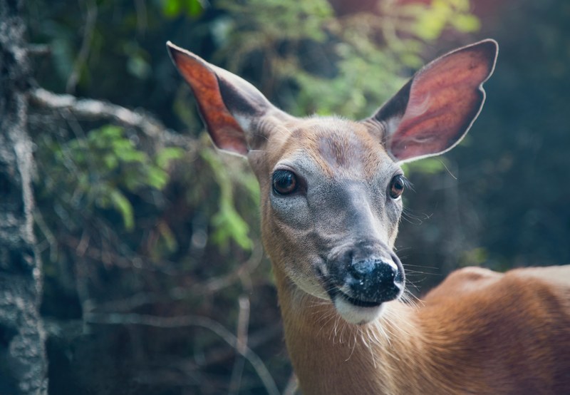 doe deer animal and tree 4k