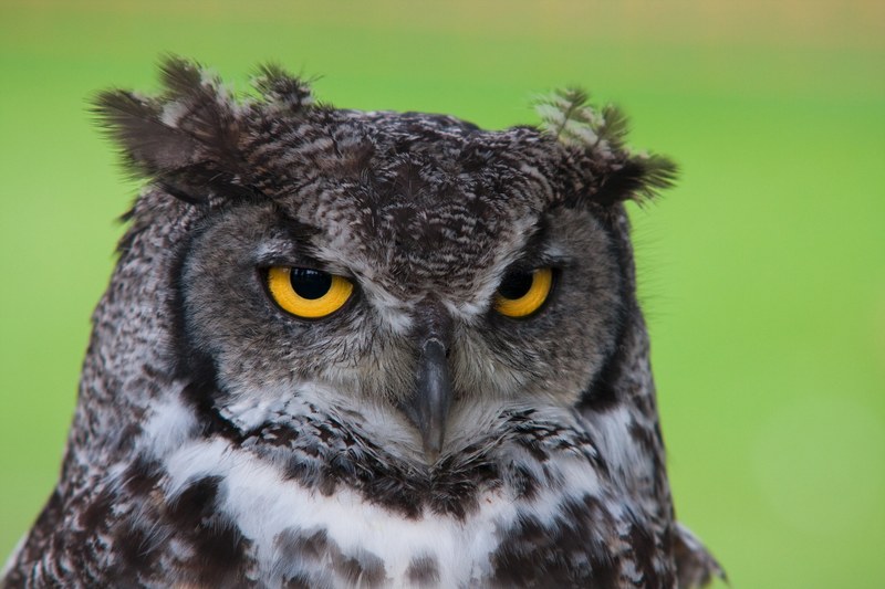 owl beak feather and prey 4k
