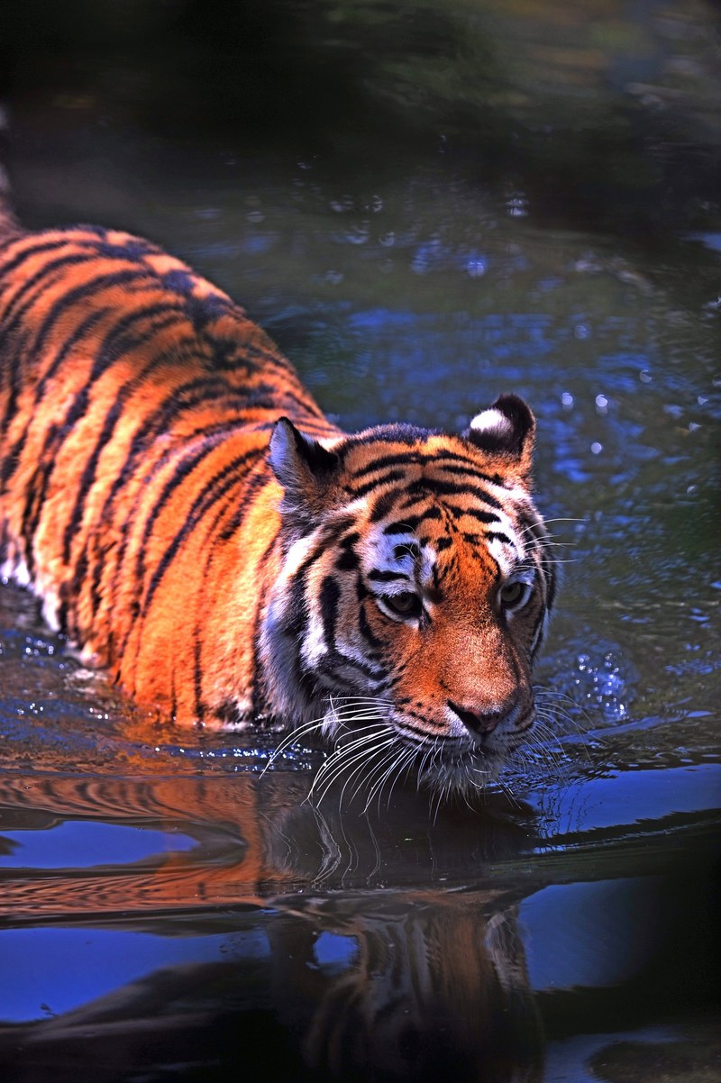 a large tiger wading through water, wet tiger 4k