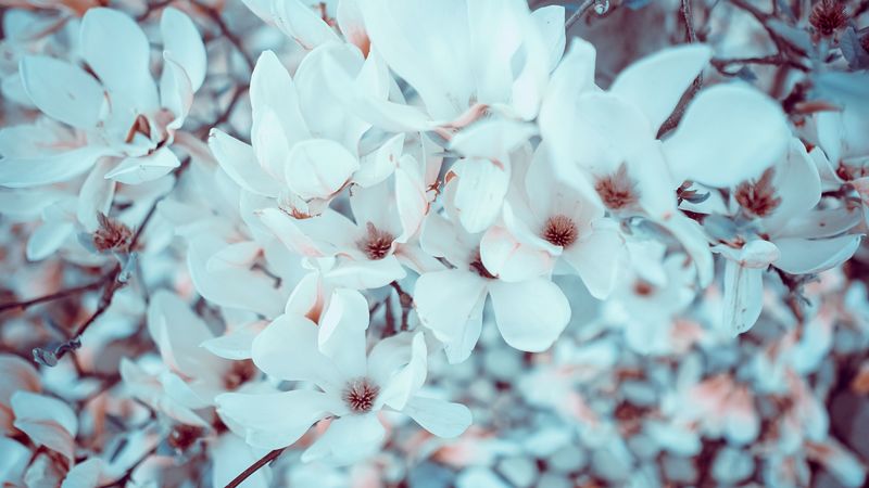 magnolia, flowers, bloom, 4k