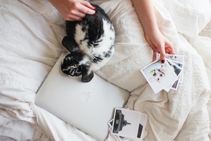a person stroking a rabbit while looking at photo prints in bed, bunny and photos in bed 4k