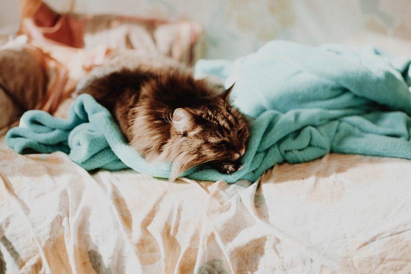 a furry maine coon cat dozing off in tousled sheets on a bed, catnap 4k