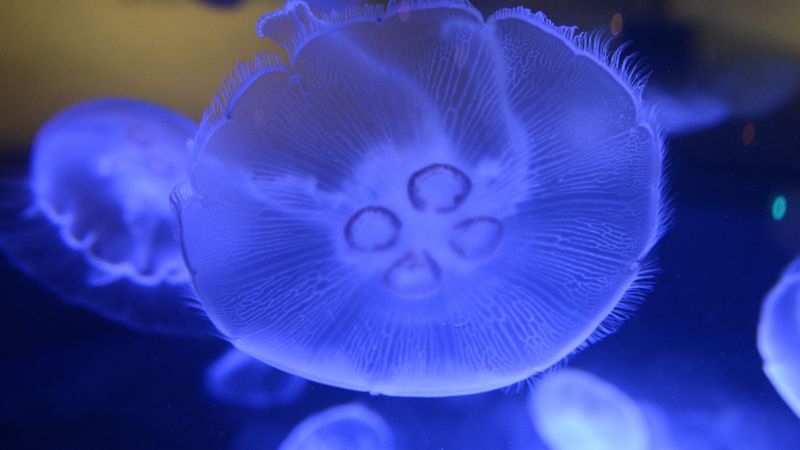 jellyfish, underwater world, close-up, macro, 4k