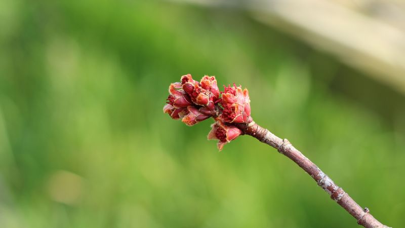 branch, spring, tree, kidneys, 4k