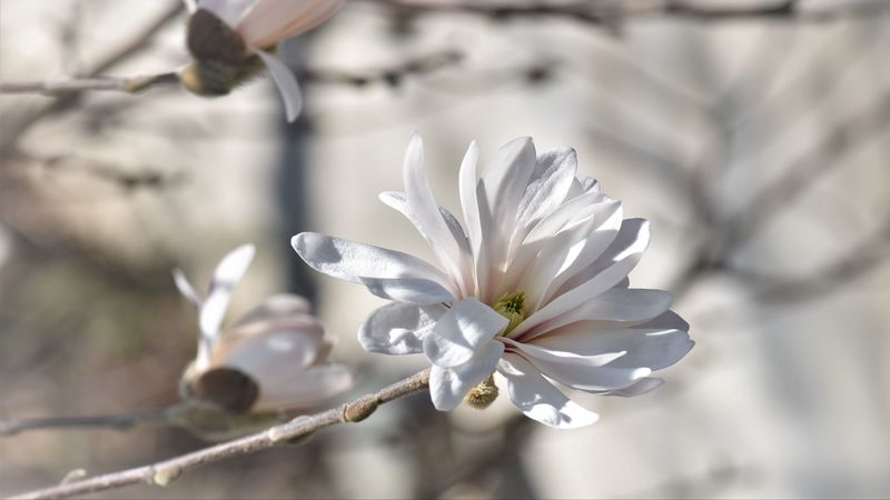 magnolia, tree, flowers, 4k