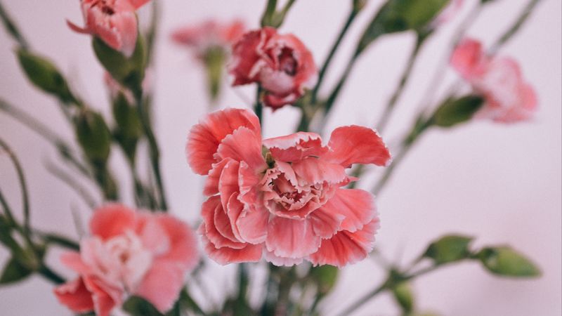 carnations, petals, bud, blur, 4k