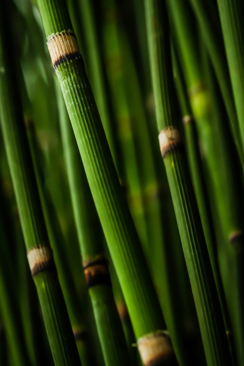 a close up of shiny green bamboo stems, thick bamboo stems 4k