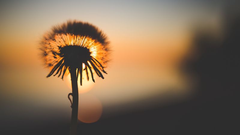 dandelion, sunset, silhouette, 4k