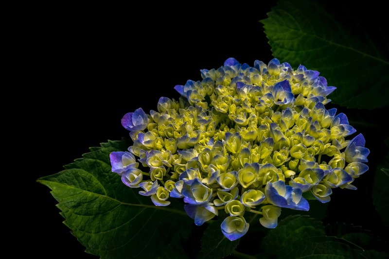beautiful purple hydrangea flower blossoms for the camera, purple hydrangea flower 4k
