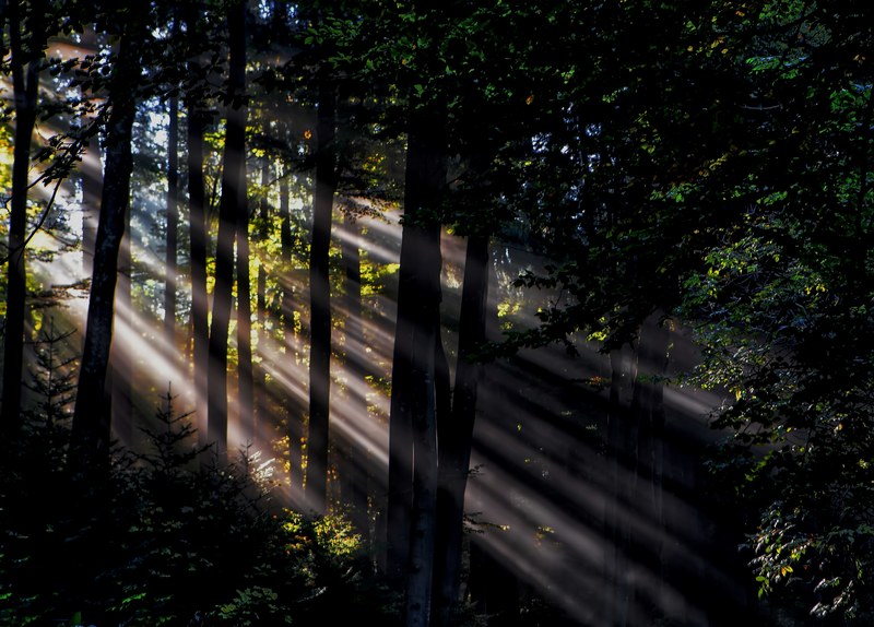 sunbeams breaking through the leafy branches in a forest, magic light 4k