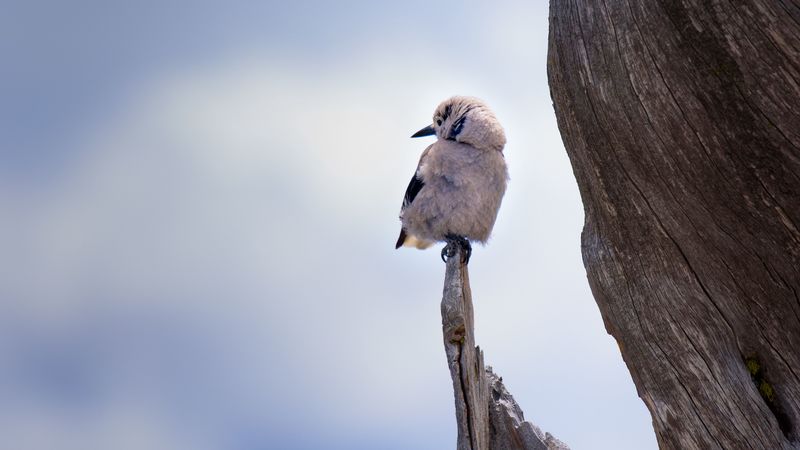 bird, branch, sits, 4k