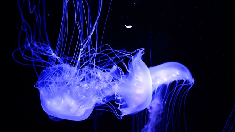 jellyfish, glowing, phosphorus, 4k
