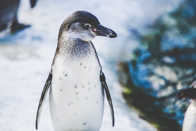 penguin turning head sideways in an artic environment, penguin in artic 4k